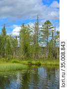 Summer landscape. Shore of overgrown forest lake on sunny day. Finnish Lapland. Стоковое фото, фотограф Валерия Попова / Фотобанк Лори