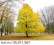 Осенняя крона лещины древовидной (медвежий орех) (Corylus colurna L.) Стоковое фото, фотограф Ирина Борсученко / Фотобанк Лори