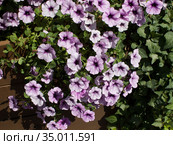 Сиреневые цветы петунии гибридной (лат. Petunia hybrida) Стоковое фото, фотограф Елена Орлова / Фотобанк Лори