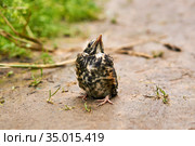 Fledgling robin sitting on a path. Стоковое фото, фотограф Евгений Харитонов / Фотобанк Лори