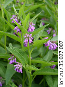 Соцветия окопника лекарственного (Symphytum officinale L.). Стоковое фото, фотограф Ирина Борсученко / Фотобанк Лори