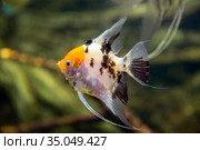 Angelfish (Pterophyllum scalare), macro. Стоковое фото, фотограф Евгений Ткачёв / Фотобанк Лори