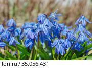 Цветущая сцилла двулистная Таурика или пролеска (лат. Scilla difolia L.) Стоковое фото, фотограф Елена Коромыслова / Фотобанк Лори