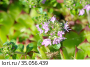 Тимьян ползучий, или чабрец ползучий (лат.Thymus serpyllum) крупным планом. Стоковое фото, фотограф Елена Коромыслова / Фотобанк Лори