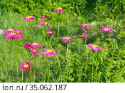 Пиретрум розовый, или персидская ромашка (лат. Pyrethrum roseum) на клумбе в саду. Стоковое фото, фотограф Елена Коромыслова / Фотобанк Лори
