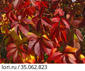 Девичий виноград пятилисточковый (Parthenocíssus quinquefolia) осенью. Стоковое фото, фотограф Мария Кылосова / Фотобанк Лори