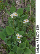 Ве́треница или Анемо́на (Lan.. Anemóne) семейство Лютиковые (Ranunculaceae), Стоковое фото, фотограф Михаил Старшов / Фотобанк Лори