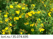 Дазифора кустарниковая (лат. Dasiphora fruticosa), или курильский чай, лапчатка кустарниковая, пятилистник кустарниковый. Стоковое фото, фотограф Елена Коромыслова / Фотобанк Лори