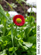 Garden flower daisy (lat. Bellis perennis) Стоковое фото, фотограф Евгений Ткачёв / Фотобанк Лори