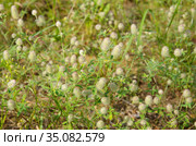 Цветущий клевер пашенный (лат. Trifolium arvense), фон. Стоковое фото, фотограф Елена Коромыслова / Фотобанк Лори