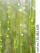 Green grass with dew drops, macro. Стоковое фото, фотограф Евгений Ткачёв / Фотобанк Лори