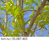 Ветка с сережками лапины ясенелистной (Pterocarya fraxinifolia) Стоковое фото, фотограф Ирина Борсученко / Фотобанк Лори