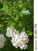 Соцветие боярышника однопестичного (Crataegus monogyna Jacq.) Стоковое фото, фотограф Ирина Борсученко / Фотобанк Лори