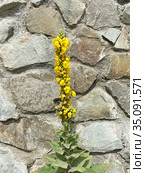 Коровяк высокий (Verbascum densiflorum) (2020 год). Стоковое фото, фотограф Мария Кылосова / Фотобанк Лори