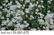 Ясколка, церастиум (Cerastium L.). Травянистое почвопокровное растение с белыми цветками. Стоковое видео, видеограф Владимир Литвинов / Фотобанк Лори