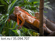 Обыкновенная игуана (Iguana iguana) на сухом дереве. Стоковое фото, фотограф Виктор Карасев / Фотобанк Лори