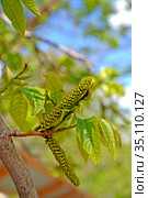 Сережки лапины ясенелистной (Pterocarya fraxinifolia) Стоковое фото, фотограф Ирина Борсученко / Фотобанк Лори
