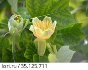 Два цветка лириодендрона тюльпанного (тюльпанное дерево) (Liriodendron tulipifera L.) Стоковое фото, фотограф Ирина Борсученко / Фотобанк Лори
