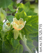 Цветки лириодендрона тюльпанного (тюльпанное дерево) (Liriodendron tulipifera L.) Стоковое фото, фотограф Ирина Борсученко / Фотобанк Лори