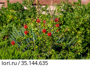 Blooming Bottlebrush Plant Callistemon citrinus. Red fluffy flower heads on the evergreen shrub. Стоковое фото, фотограф Ольга Сейфутдинова / Фотобанк Лори