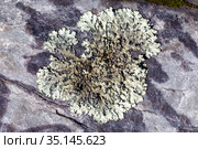 Hammered Shield Lichen or Waxpaper lichen on rock in black & white. The scientific name is Parmelia sulcata and has lobes and leaf like body. Стоковое фото, фотограф Евгений Ткачёв / Фотобанк Лори