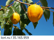 Japanese persimmon (Diospyros kaki) or kaki hanging on branch of tree on blue sky background. Japan. Стоковое фото, фотограф Сергей Пристяжнюк (Serg Zastavkin) / Фотобанк Лори