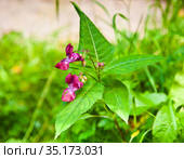 Недотрога желёзконосная или железистая (лат. Impatiens glandulifera). Летний день. Стоковое фото, фотограф E. O. / Фотобанк Лори