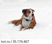 Помесь Akita Inu и Greater Swiss Mountain Dog на снегу. Стоковое фото, фотограф Валерия Попова / Фотобанк Лори