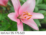 Flower of pink lilies with dew dropsmacro. Стоковое фото, фотограф Tetiana Chugunova / Фотобанк Лори