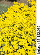 Цветение Алиссума (Бурачок, Гмелина) горного (Alyssum montanum  L., Alyssum gmelinii) Стоковое фото, фотограф Ирина Борсученко / Фотобанк Лори