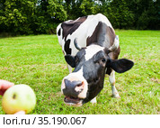 Корова тянется за яблоком. Стоковое фото, фотограф E. O. / Фотобанк Лори
