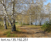 Осенний пейзаж с березами и дорожкой. Стоковое фото, фотограф Владислав Сабанин / Фотобанк Лори