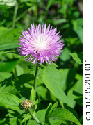Василек подбеленный (лат. Centaurea dealbata) цветет в летнем саду. Стоковое фото, фотограф Елена Коромыслова / Фотобанк Лори