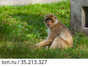 Rhesus Macaque Monkey sits on green grass at the zoo. Стоковое фото, фотограф Restyler Viacheslav / Фотобанк Лори