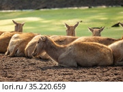 Deer females lie by a reservoir overgrown with greenery. Стоковое фото, фотограф Restyler Viacheslav / Фотобанк Лори