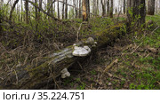 Трутовик на стволе упавшего дерева. A tinder fungus on the trunk of a fallen tree. Стоковое фото, фотограф Евгений Романов / Фотобанк Лори