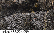 Гриб чага на стволе березы. A chaga fungus on the trunk of a birch tree. Стоковое фото, фотограф Евгений Романов / Фотобанк Лори