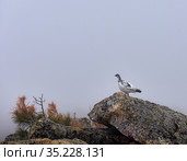 Тундровая куропатка (Lagopus mutus montin) в июне. Стоковое фото, фотограф Виктор Никитин / Фотобанк Лори