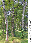 Берёза бумажная (Betula papyrifera Marshall). Групповая посадка в парке. Стоковое фото, фотограф Ирина Борсученко / Фотобанк Лори