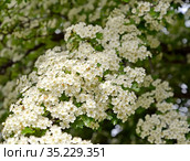 Обильное цветение боярышника однопестичного (Crataegus monogyna Jacq.) Стоковое фото, фотограф Ирина Борсученко / Фотобанк Лори