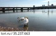 Two white swans standing in water of artificial bay in the city center. The Cheboksary, Russia. Стоковое видео, видеограф Кекяляйнен Андрей / Фотобанк Лори