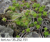 Уральские горы. Очиток и молодило среди камней. Ural Mountains. Stonecrop and houseleek plants among the rocks. Стоковое фото, фотограф Евгений Романов / Фотобанк Лори