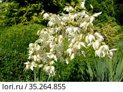 Белые цветы юкки нитчатой (Yucca filamentosa L.) Стоковое фото, фотограф Ирина Борсученко / Фотобанк Лори