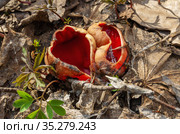 Гриб саркосцифа алая или алая эльфова чаша (Sarcoscypha coccinea) на лесной подстилке. Sarcoscypha coccinea fungus or scarlet elf cup on the forest litter. Стоковое фото, фотограф Евгений Романов / Фотобанк Лори