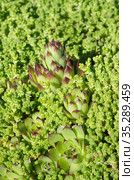 Молодило (лат. Sempervivum) на фоне очитка едкого (лат. Sedum acre) на клумбе в саду. Стоковое фото, фотограф Елена Коромыслова / Фотобанк Лори