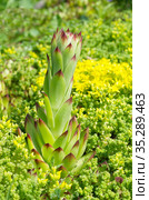 Зацветающее молодило (лат. Sempervivum) на фоне цветущего очитка едкого (лат. Sedum acre) на клумбе крупным планом. Стоковое фото, фотограф Елена Коромыслова / Фотобанк Лори