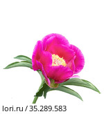 Evasive peony, or Mary's root (Paeonia anomala). Close-up. Isolated on a white background. Стоковое фото, фотограф Филатова Ирина / Фотобанк Лори
