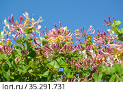 Цветущая жимолость каприфоль (Lonicera caprifolium L.) на фоне голубого неба. Стоковое фото, фотограф Ирина Борсученко / Фотобанк Лори