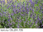 Цветущая лаванда узколистная (Lavandula angustifolia Mill.). Фон. Стоковое фото, фотограф Ирина Борсученко / Фотобанк Лори