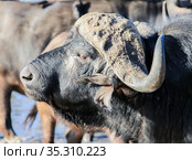 Wild buffalo at a watering hole, side view of the head (2010 год). Стоковое фото, фотограф Олег Елагин / Фотобанк Лори